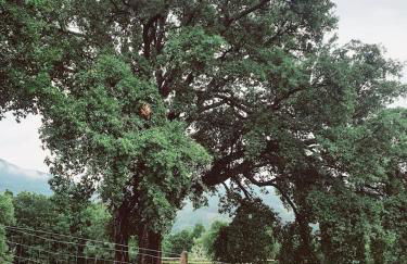 Refúgio do Sobreiro - Foto 17