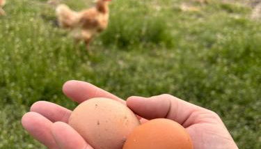 Agriturismo Colombarola - Foto 5