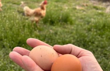 Agriturismo Colombarola - Foto 5