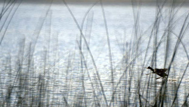 Fauna da lagoa de Suesca