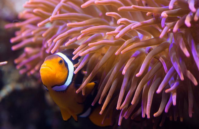 Sea Life Hannover - Billet - Photo 2