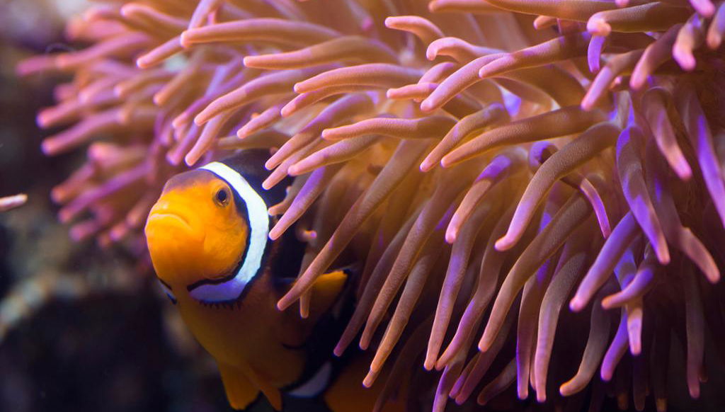 Sea Life Hannover - Billet - Photo 2