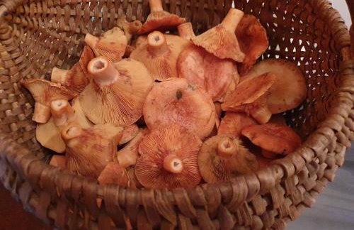 Przystań Piława - Foto 73