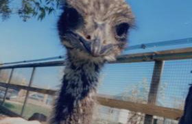 Peacock Barn - Photo 28