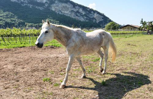 Agritur Girasole - Photo 80