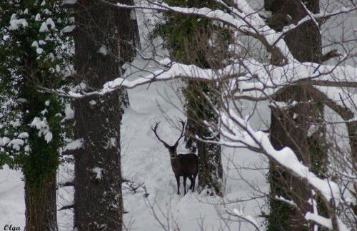 Apartamentos Rurales Casa Marcelo II - Foto 52