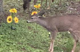 Rina's yellow house - Foto 29