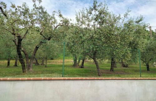 Lombardi Rita - Colle S. Martino - Photo 57