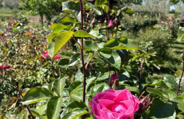 Il giardino delle rose - Foto 19