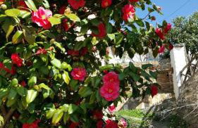 Pelion Kallisti - Foto 45