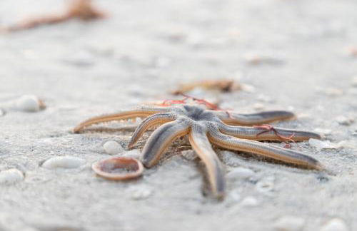 Beautiful condo with pools, spas, tennis and dining - Foto 49