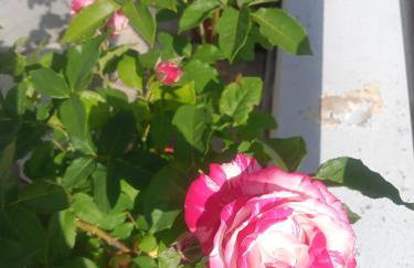 Guesthouse Kallisti - Foto 23