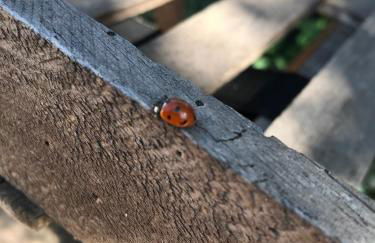 Le Mas des Figuiers - Foto 19