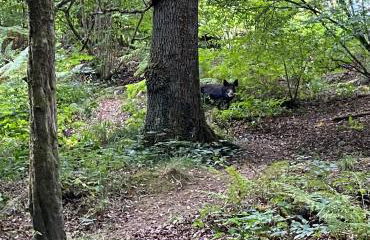 Willow Cottage - Foto 30