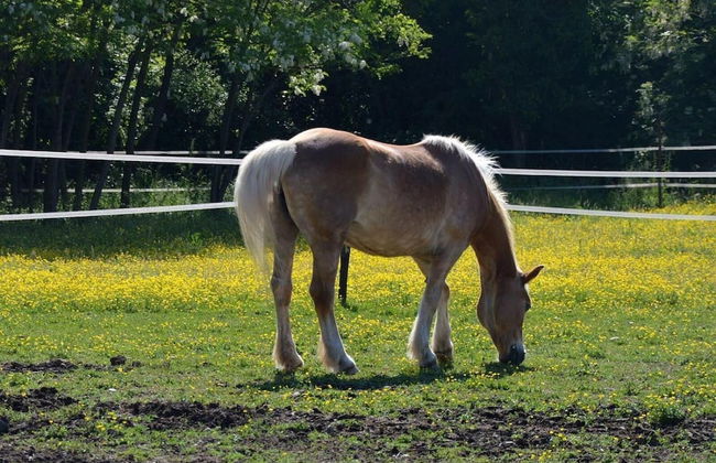 Società Agricola La Staccionata - Foto 18