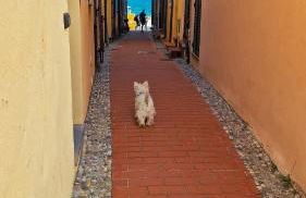 Varigotti Tropical Garden - full floor apartment - Photo 75