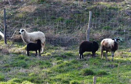 Quinta das Colmeias - Foto 12