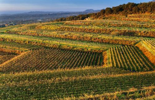 Wine Resort Villagrande - Foto 42