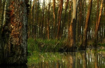 Siedlisko Szwałk - Foto 41