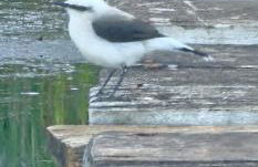 Chacara do Tche - Foto 32