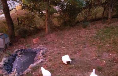 La Balotta Sport-Natura-Relax - Foto 10