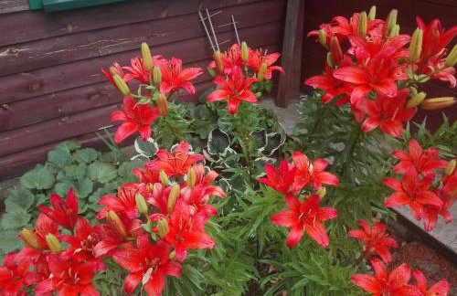 Dom na skraju Puszczy Białowieskiej - Foto 16