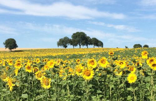 Auszeit - Historisches Ferienhaus in der Südpfalz - Foto 29