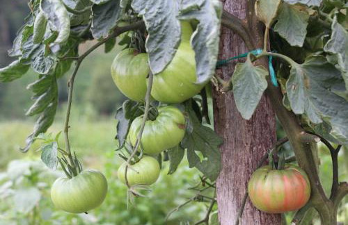 Balentziaga - Photo 23