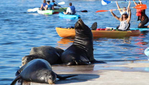 Des otaries sur le quai