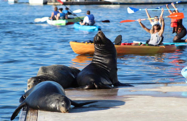 Kayak con leones marinos en Marina del Rey - Foto 3