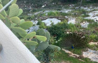 Agistri Island Dream - Foto 4