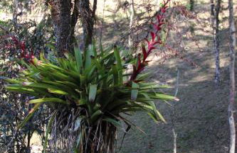 Solar Mirandela - Foto 41