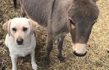 Villa Cantos del Grillo - Foto 17
