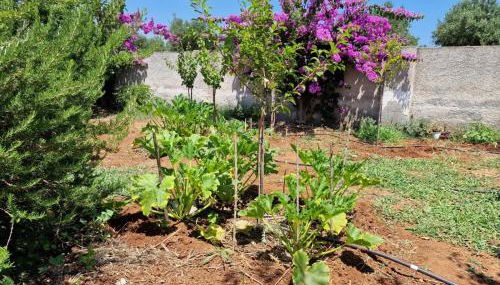 Villa Carmela a San Pietro in Bevagna (TA) - Foto 2, Garden