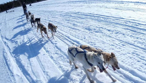 Husky Dog Sledding - Foto 3