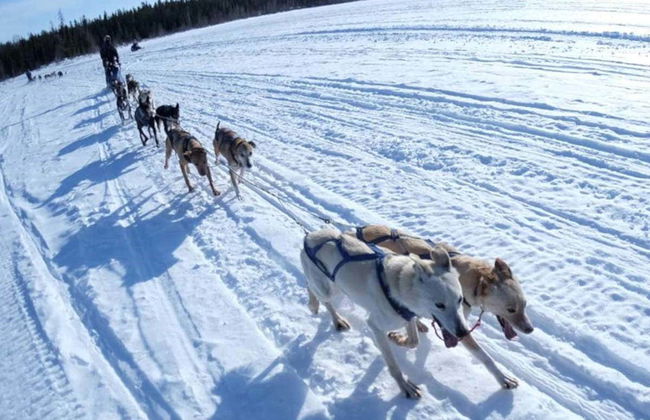 Paseo en trineo de perros husky - Foto 3