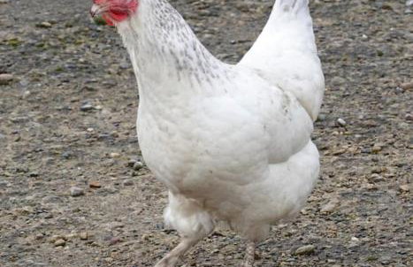 Swallows’ Barn - Photo 38