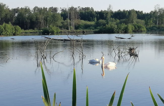 Nice Chalet by the Woods in Saint-leger - Foto 34
