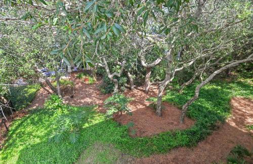 Yellow Bird - Foto 50