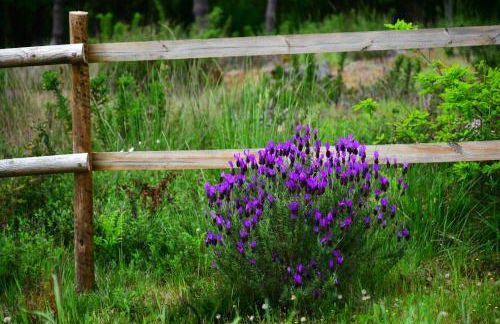 Casinha Rubiães - Foto 15