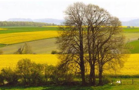 Rose Garden - Foto 38