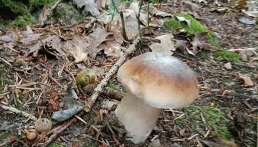 Gîte du Gua des Brasses au bord du lac de la Raviège - Foto 2