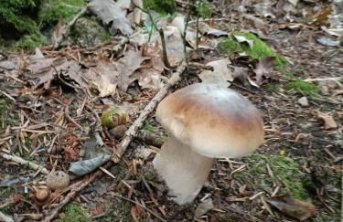 Gîte du Gua des Brasses au bord du lac de la Raviège - Foto 2