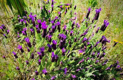 The Oak Tree Farm - Open Layout Concept by Portus Alacer - Ideal for Families - Unplug, Unwind, and Reconnect with Nature - Foto 46