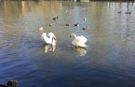Le chalet bucolique au bord de l'eau - Photo 40