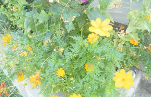 Mirsini Apartments - Foto 31