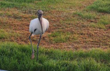 Camp St. Cabanas Unit 2 on Lake Dora - Photo 17