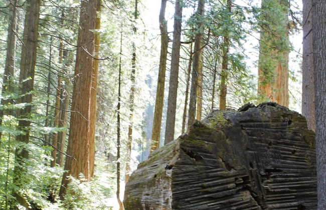 Mountain Retreat Resort - Photo 66