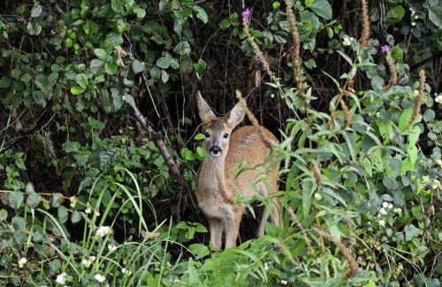 Schrebenza - Photo 19