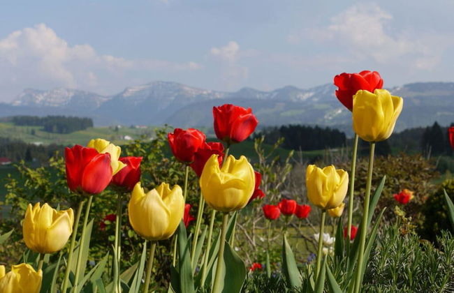 Holiday Apartment Hildegard Birds - Foto 10